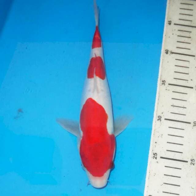 KOHAKU