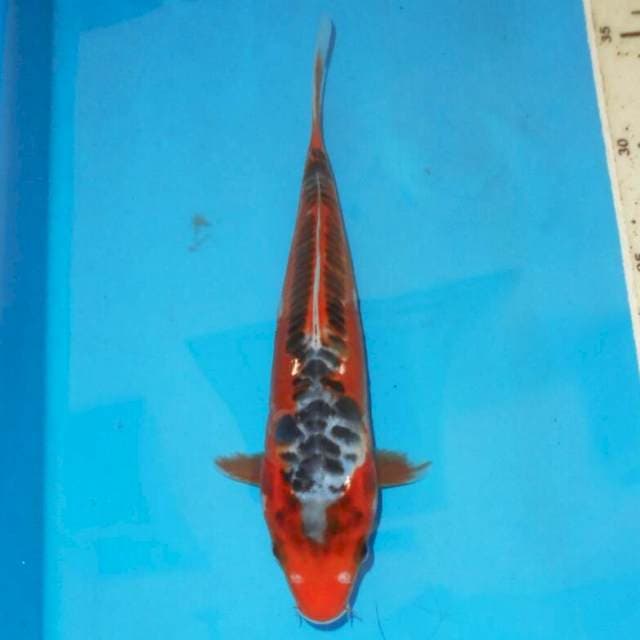 HANA SHUSUI
