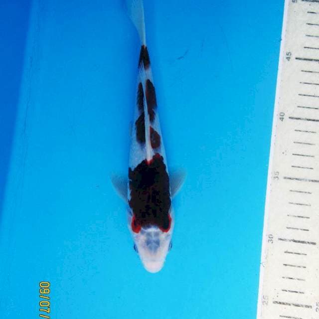 Bozu - Bhudo Goromo