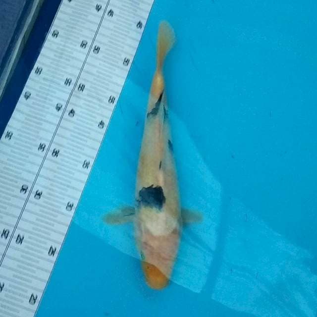28cm