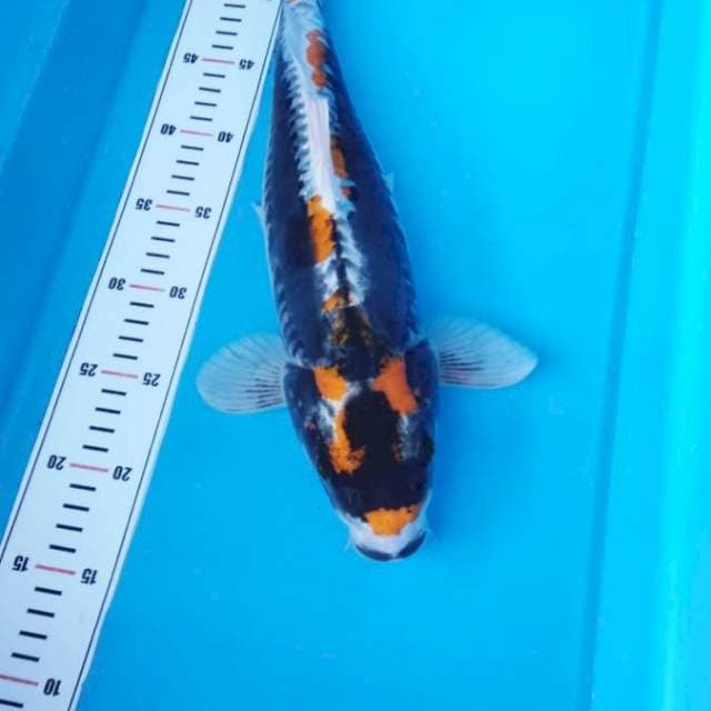 NJK - KABUTO BELANG