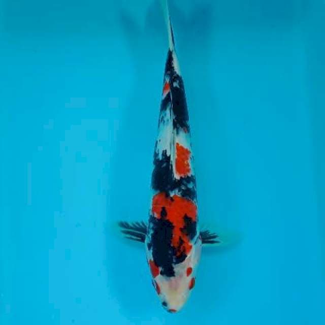 SHOWA 30 CM