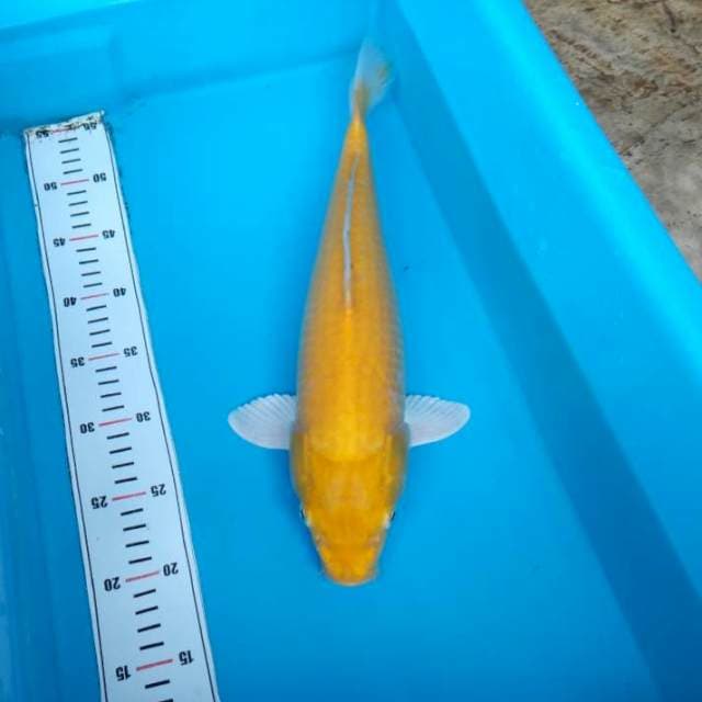 NJK - KARASI 40 BU