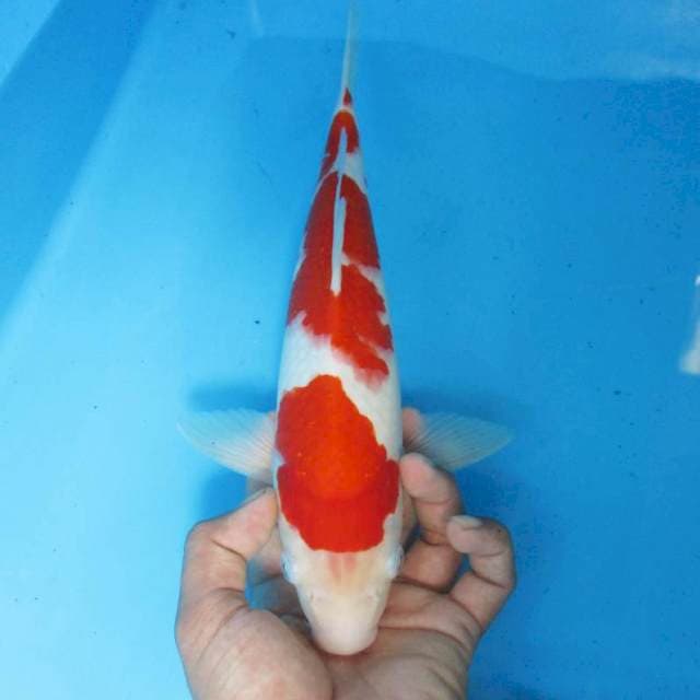 Kohaku Strong
