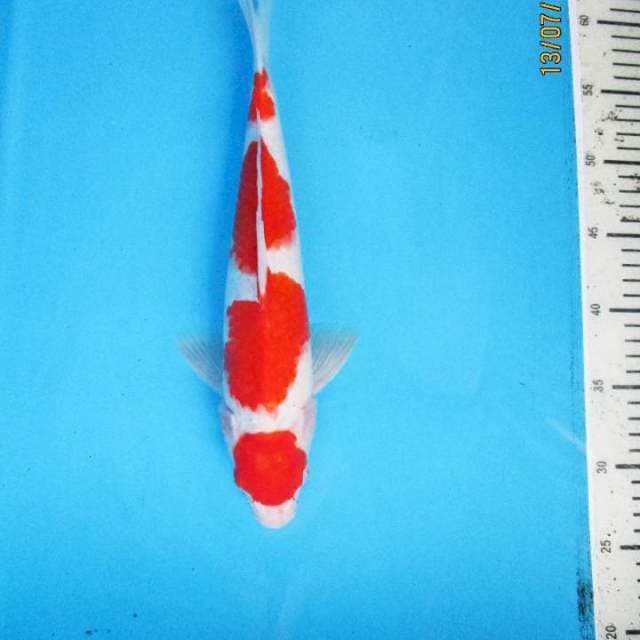 Maruten Kohaku