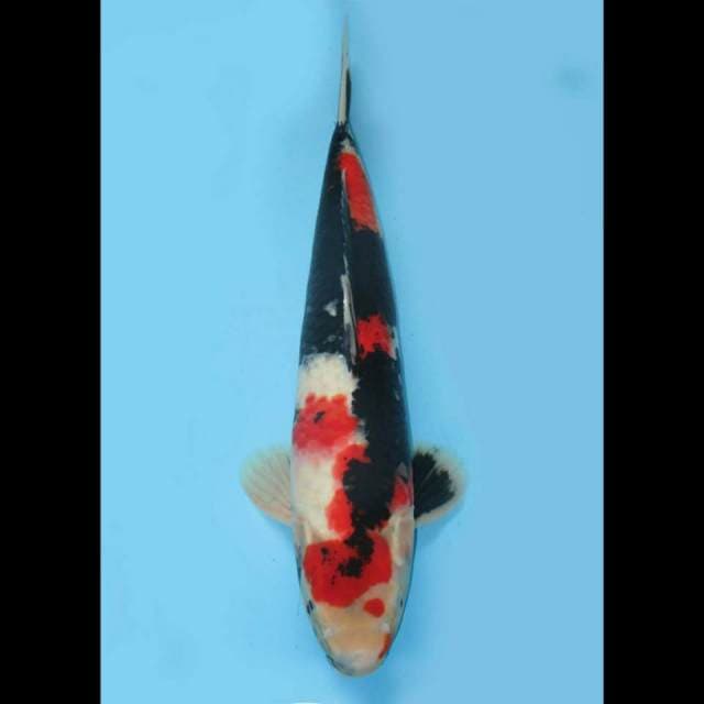 Red showa sanshoku jumbo 