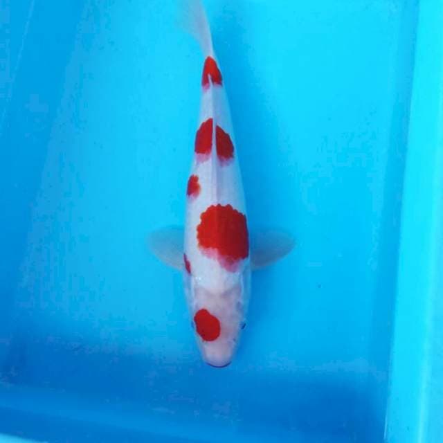 NJK - KOHAKU POLA CEPLOK