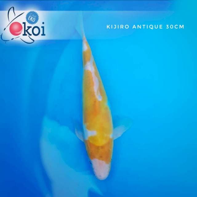 Kijiro kuning (rare)