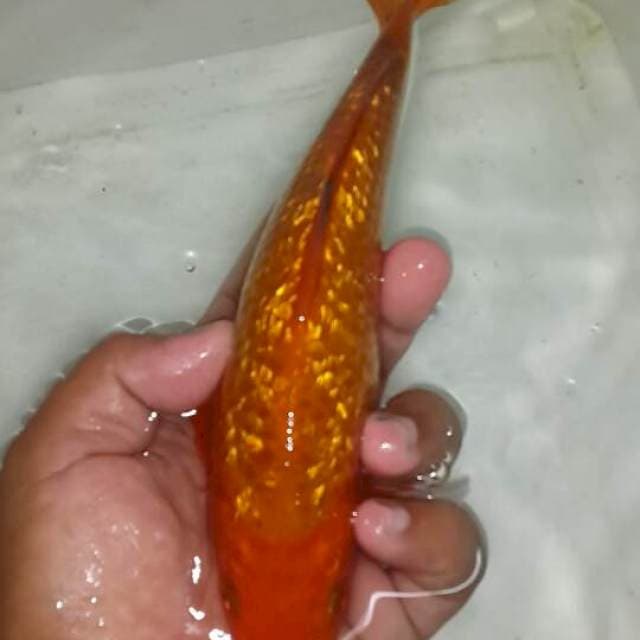 Orenji ginrin