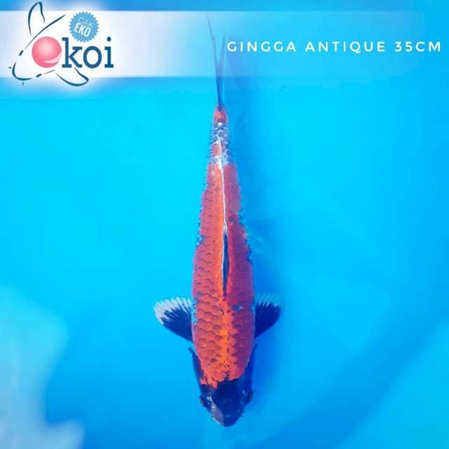 Antik Gingga motoguro 35cm