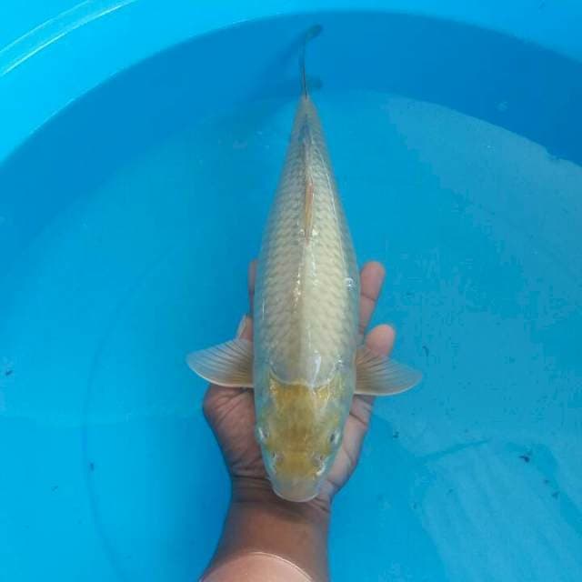 saraghoi