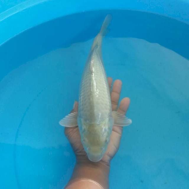 saraghoi 