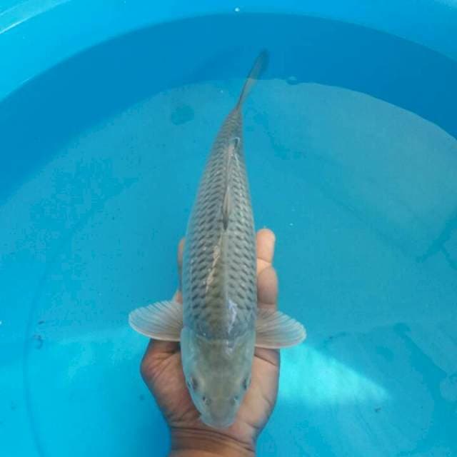 saraghoi