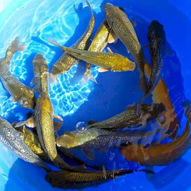 Chagoi Ginrin mix Lemon 15cm 10 ekor