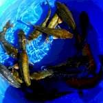Chagoi Ginrin mix Lemon 15cm 10 ekor