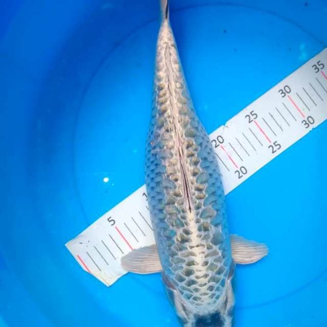 Jumbo 42 cm
