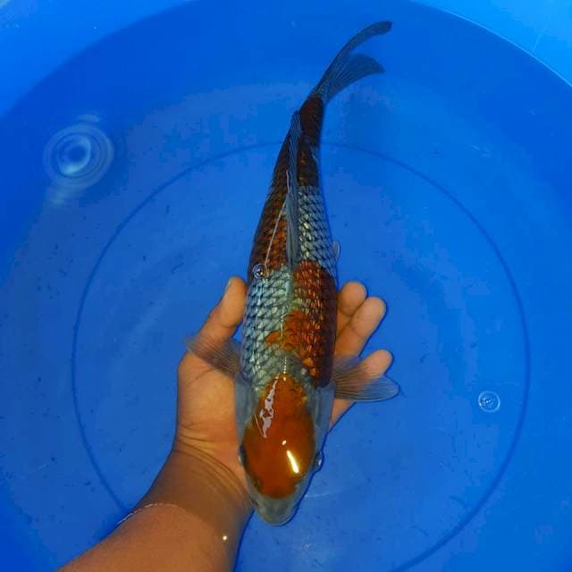 Ochiba ginrin SQ 39 cm