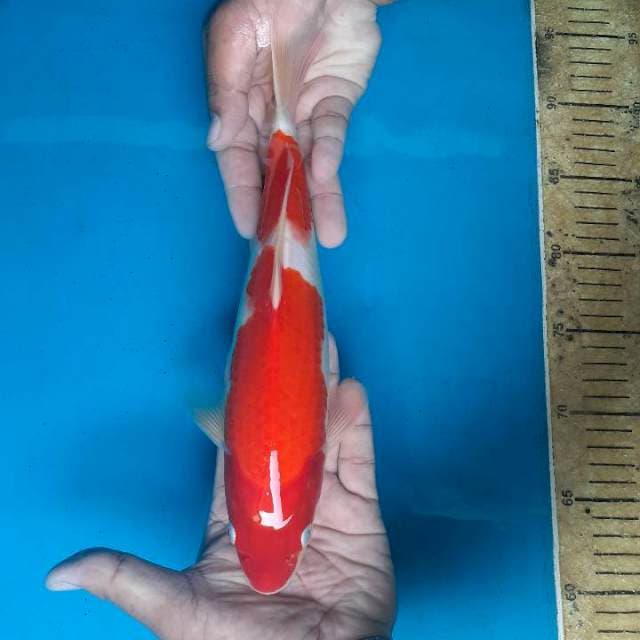 Kohaku