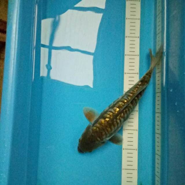 Exotic Green 34 cm