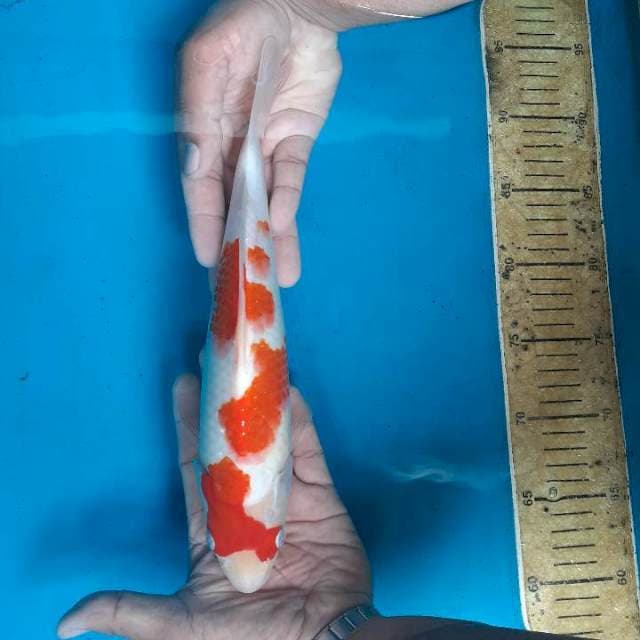 Kohaku