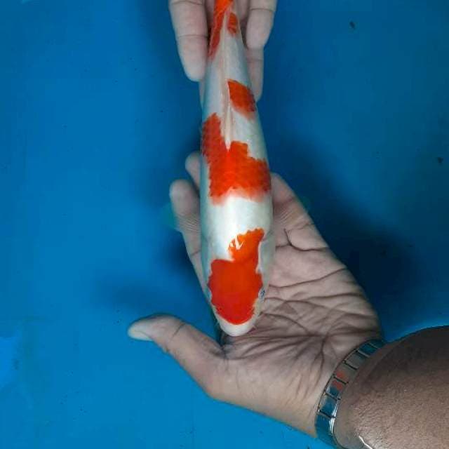Kohaku