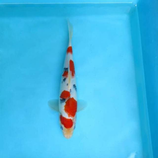 DAMARKOI ( TAISHO SANKE )