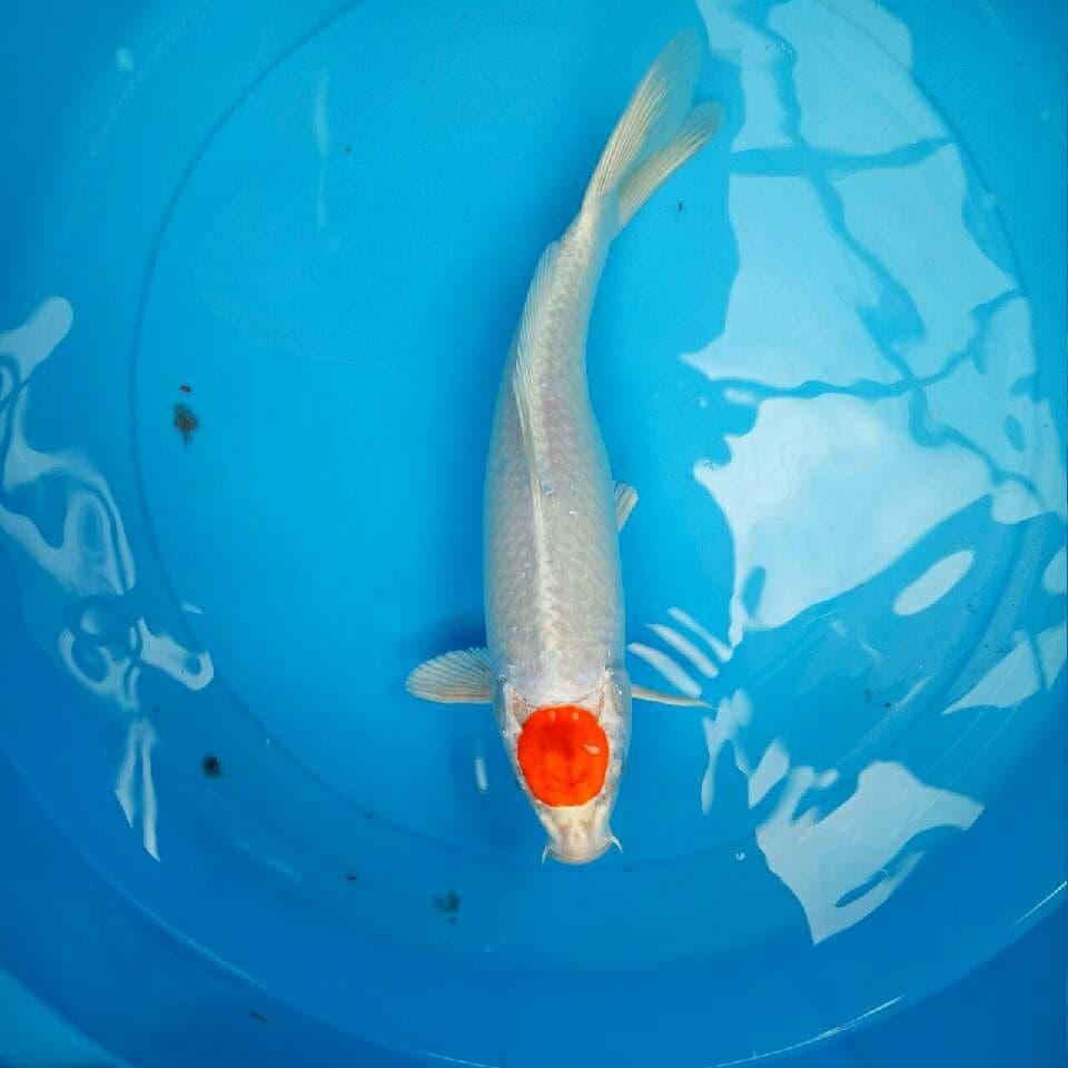 Tancho Full Hikari 30 cm