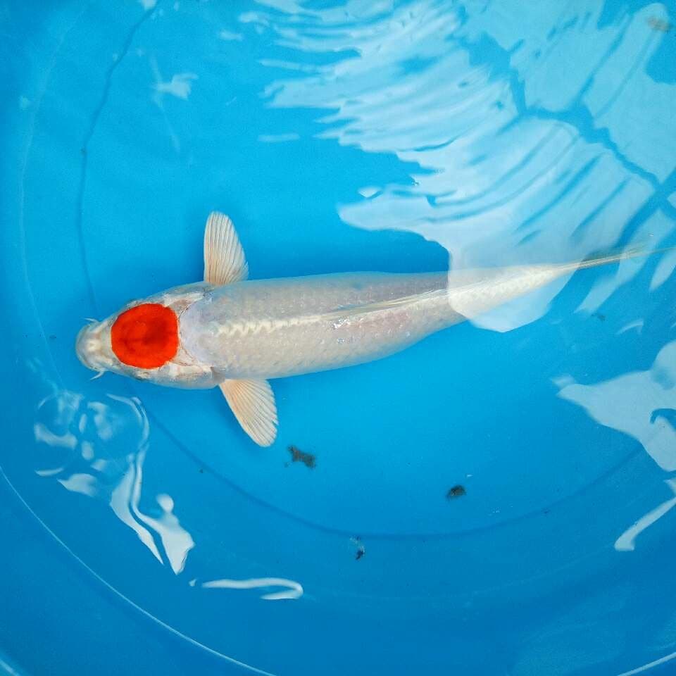 Tancho Full Hikari 30 cm