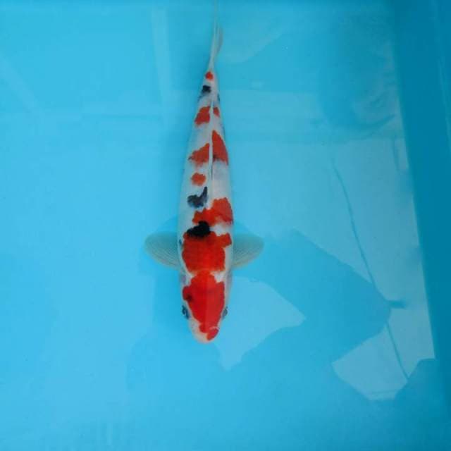 DAMARKOI ( TAISHO SANKE )