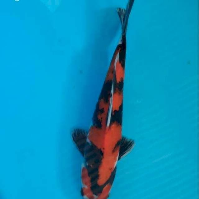 Hi showa kacamata