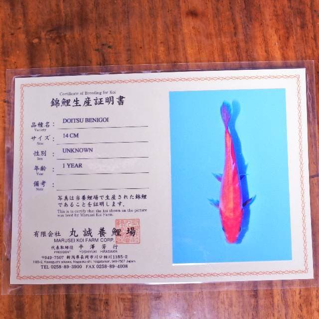 Doitsu benigoi (marusei) 14 cm. Import dan sertifikat