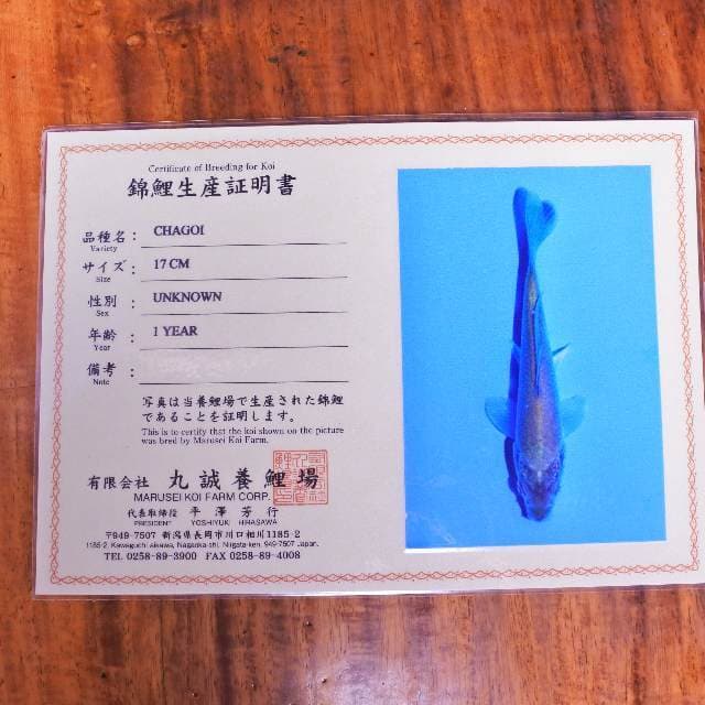Chagoi (marusei) 17 cm import dan sertifikat