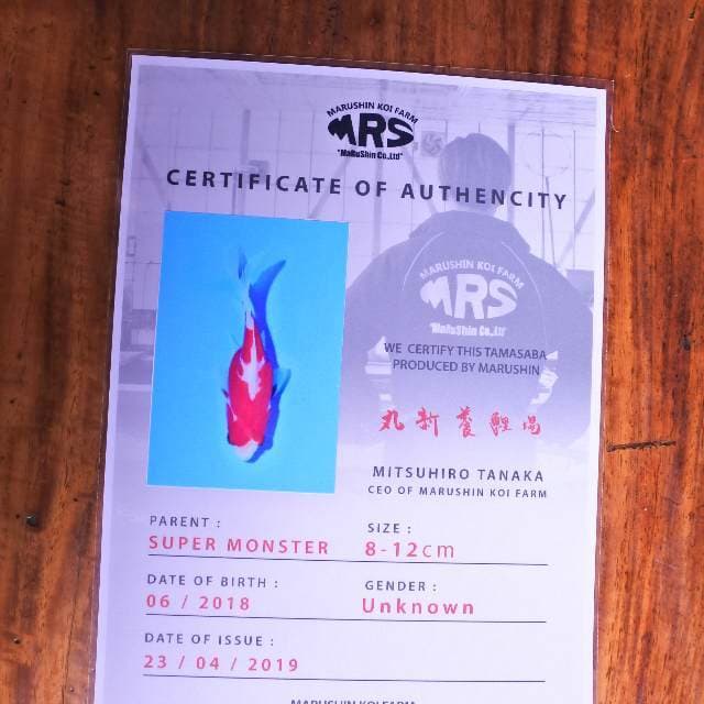 Tamasaba (marushin) 11 cm. impor dan sertifikat