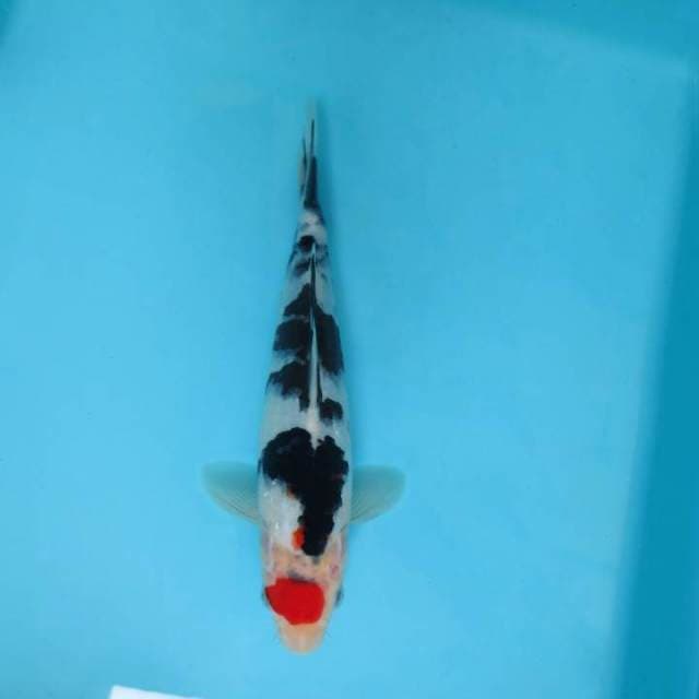 DAMARKOI ( JET BLACK TANCHO SANKE )