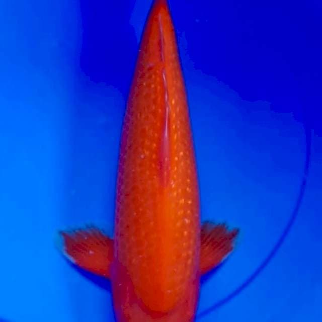 Benigoi Ginrin 40BU