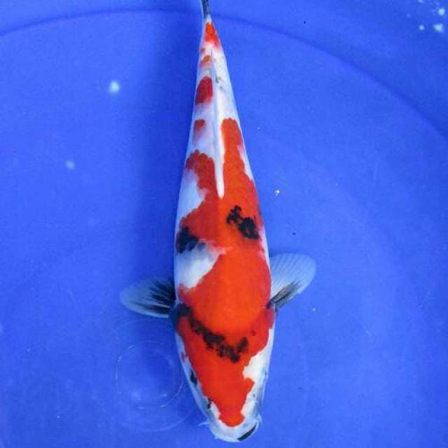 Showa ±26cm