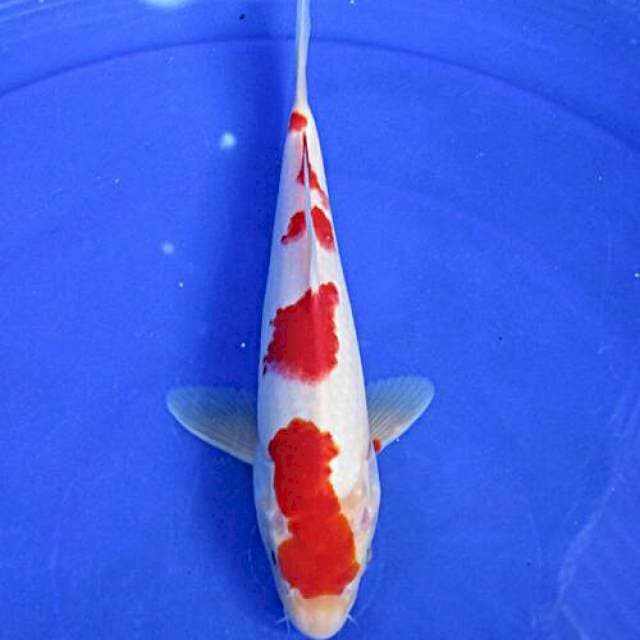 Kohaku sakura ±25cm