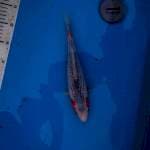 Asagi 31cm