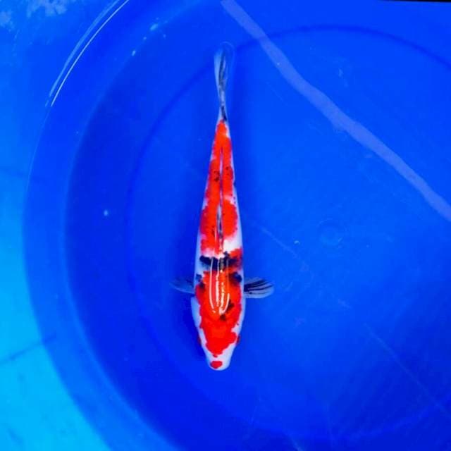 5. Sanke || 27 cm
