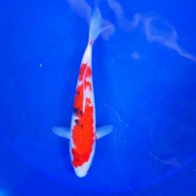 9. Sanke || 28 cm