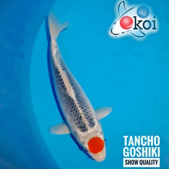 Tancho Goshiki original Show Quality