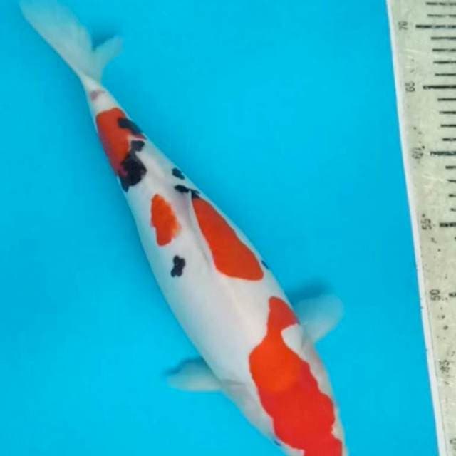 Doitsu Sanke 34cm
