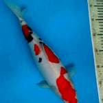 Doitsu Sanke 34cm