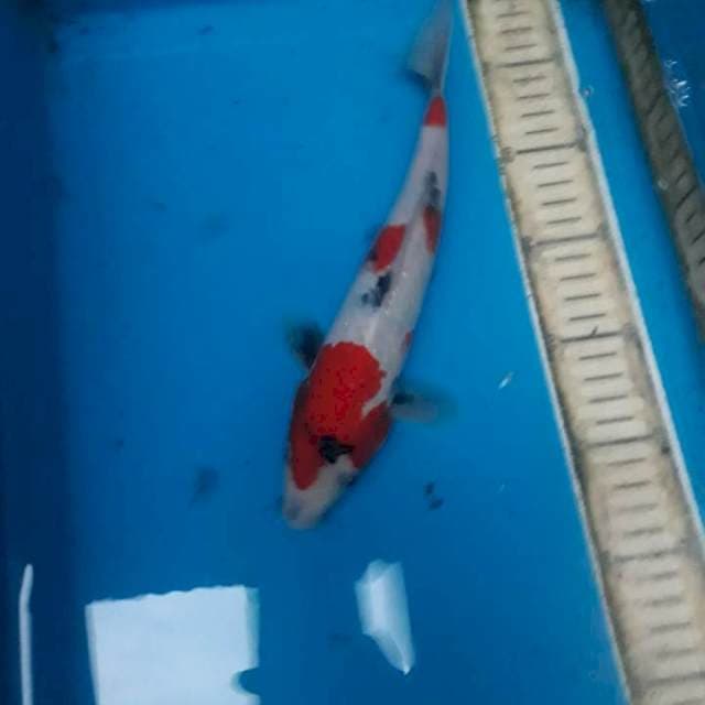 Showa tategoi 26 cm