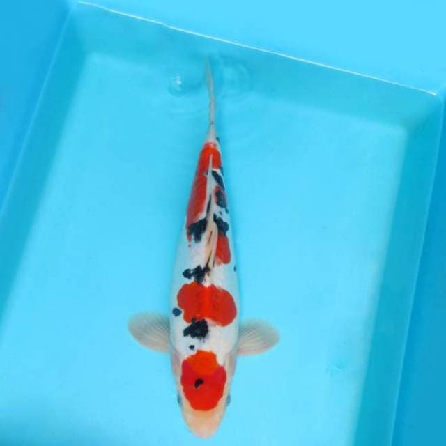 DAMARKOI ( SANKE DOITSU 3 STEPS )