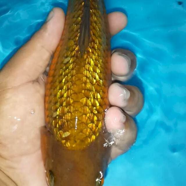 Tembaga ginrin