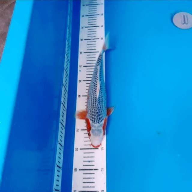 super asagi 30cm