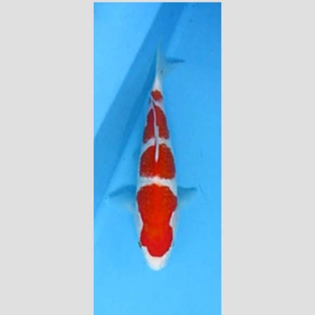 super kohaku with red and white perfectly balance