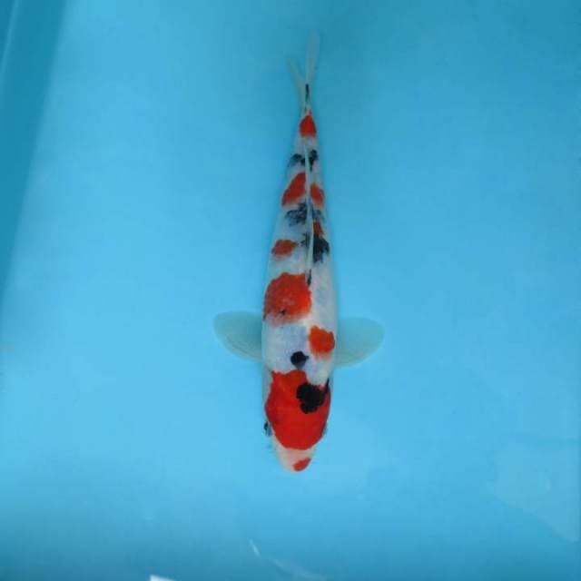 DAMARKOI ( TAISHO SANKE )