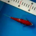Baby Kohaku Arrow pattern ori ~ Bloodline Taniguchi
